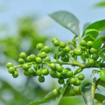 尋味之旅（05）走近清香鮮麻的“藤椒之鄉(xiāng)”